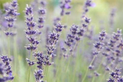 a bunch of purple lavender flowers in a field at Aparthotel Ansitz Felsenheim in Lermoos