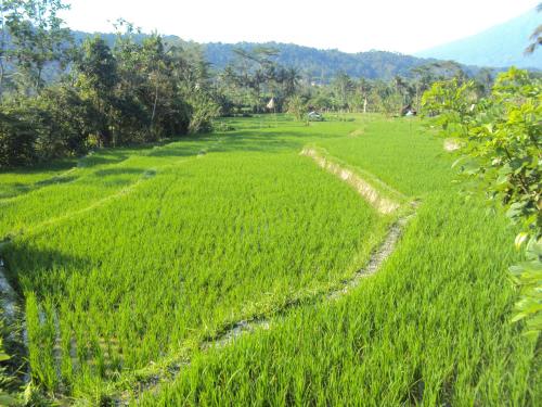 Landskap semula jadi dekat dengan vila ini
