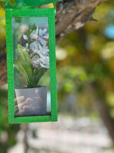 a picture of a plant in a green frame hanging from a tree at Archontiko Alexandros Luxury Suites in Kardiá