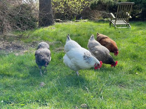 a group of chickens standing in the grass at Ferienwohnung DREI Hof Himmelgrün in Saal