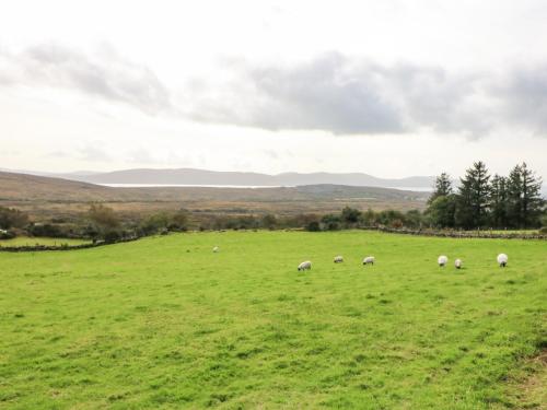 a herd of sheep grazing in a green field at Ocean View in Adrigole