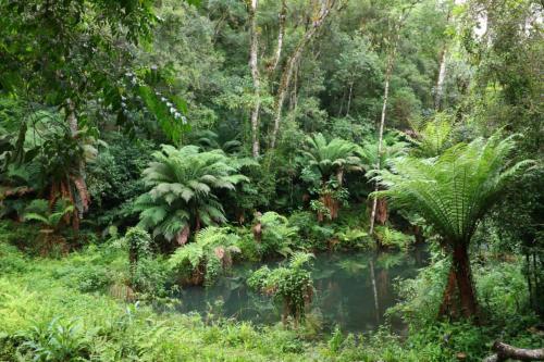 a lush green forest with a pond in the middle at Atma Anna in Piedade