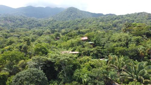 a view of a forest with mountains in the background at The Valley Tayrona hostel- A social jungle hostel in El Zaino