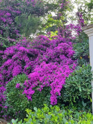 Il Giardino Incantato – Photos 4