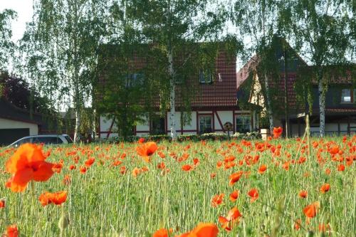 a field of red poppies in front of a house at Erpelhaus in Utzberg