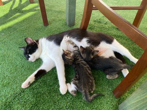 a cat laying on the grass with three kittens at Lo Scoiattolo Country House in Montorio al Vomano