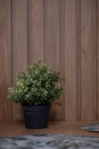 a plant in a black pot sitting on a table at 4 Pory Roku Apartamenty Domki Pokoje in Nadole