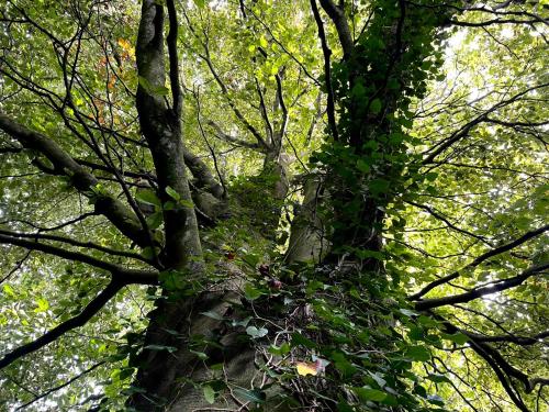 a tree with ivy growing on the side of it at Le Manoir de la belle epoque in Béthencourt-sur-Mer