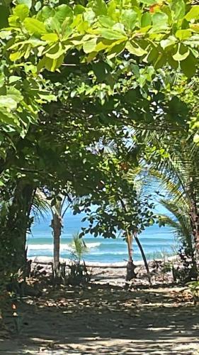 a beach with trees and the ocean in the background at Casa Kumbaya Costa Rica in Cabo Matapalo