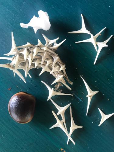 a group of starfish and a shell and a pearl at Casa Kumbaya Costa Rica in Cabo Matapalo
