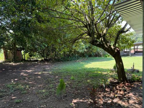 a tree sitting in the middle of a yard at El mangal B&B in Suchitoto
