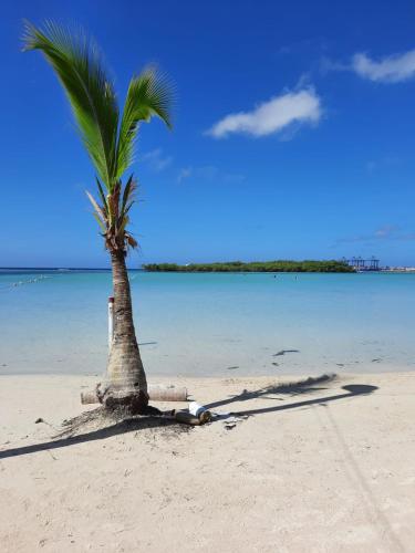 a palm tree on a sandy beach with the ocean at Casa boca chica in Boca Chica