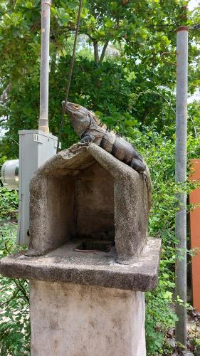 a statue of a lizard sitting on top of a stone oven at Palm Beach Inn in Playa Grande