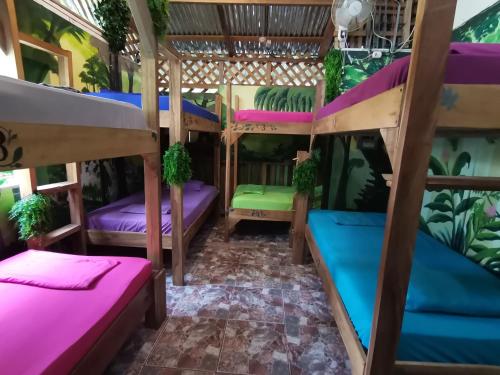 un grupo de literas en una habitación con plantas en Oasis Beachfront Hostel en Puerto Limón