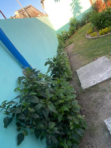 a row of green plants next to a house at Aeropark Residencial (B&B) in Maputo