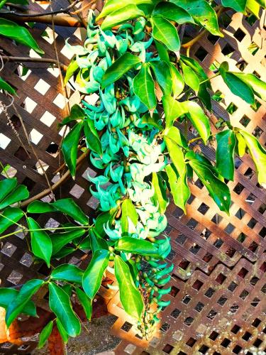 a bunch of green bananas hanging from a tree at TAHITI - Haumaru Beach Fare in Mahina