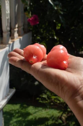 Φωτογραφία από το άλμπουμ του Unawatuna Villa Bird Nest σε Galle