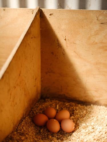 a wooden box with three eggs in it at Barrington Riverside Cottages in Barrington