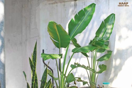 a group of green plants sitting next to a wall at HAAP Transit Hotel in Noi Bai