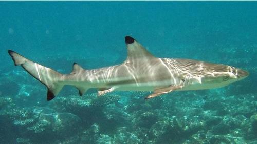 a tiger shark swimming in the water at OK2 Mamajim Bungalows in Koh Tao