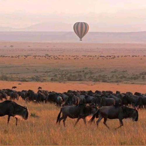 Mara view safari camp – Photos 4