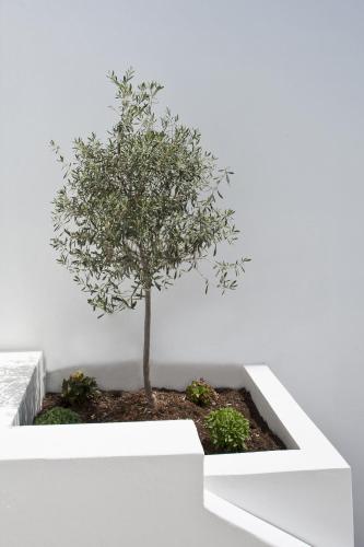a tree in a white planter in a white wall at Naxos Colosseo in Agios Prokopios
