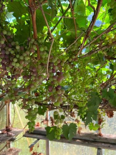 a bunch of green grapes hanging from a tree at KvarteretSkatan! in Ystad