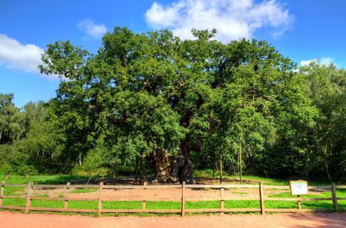 a large tree in a field next to a fence at Apartment 10, Plants Yard, Bridge Street. in Worksop
