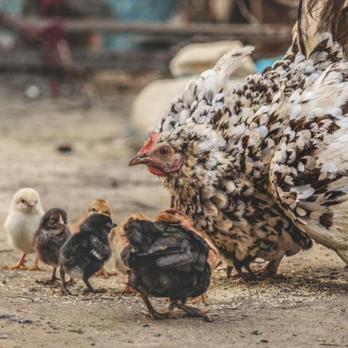 a group of birds standing next to a chicken at Op Oost Boutique hotel & Restaurant het Kook Atelier in Oosterend