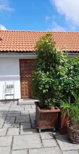 a plant in a pot in front of a house at The Studio in Klövedal