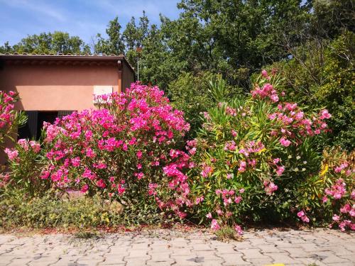 a group of pink flowers in front of a building at GÎTE DE L 'OCRE NICE VIEW in Villars