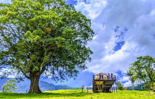 a tree and people standing on a platform next to a tree at Glamping Reserva del Roble in La Vega
