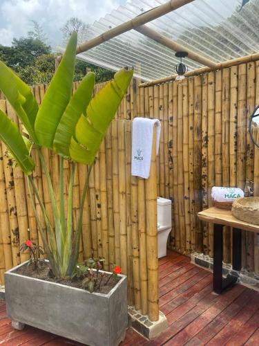 a bathroom with a toilet and a banana plant at MACA GLAMPING in Calima