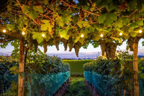 a bunch of grapes hanging from at La Rosa Gialla Bio Apartments & rooms in Barolo