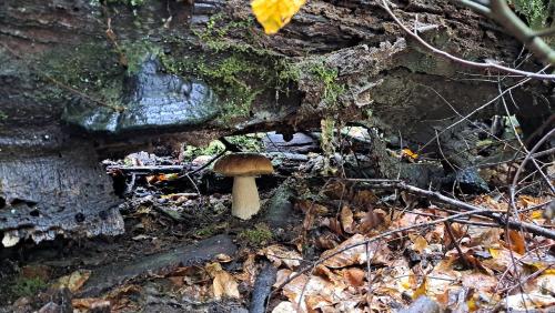 a small mushroom is growing in the woods at NOOK studio apartman Lokve in Lokve
