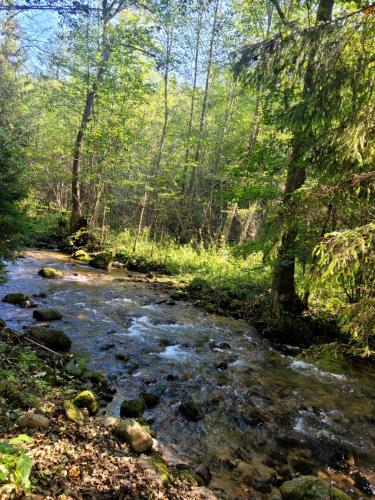 a stream in the middle of a forest with trees at Apartmán Nicole in Tale