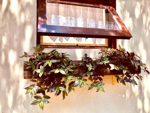 a potted plant hanging from a window on a wall at Casa completa em Santana de Parnaíba in Santana de Parnaíba