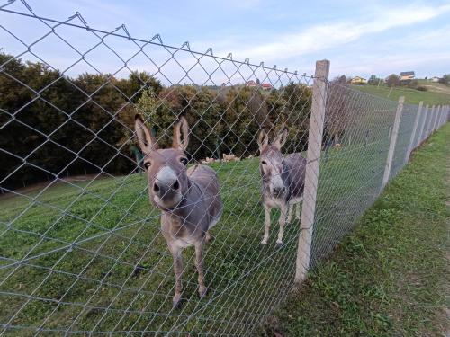 two donkeys are standing behind a fence at Hiška na gorci in Podčetrtek