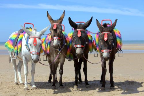 a group of four horses standing on the beach at Holiday Inn Blackpool by IHG in Blackpool