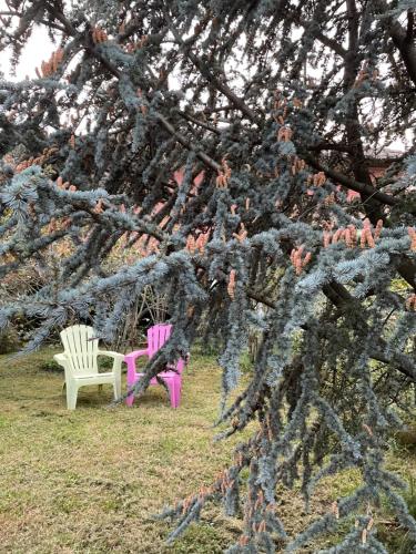 Un árbol con dos sillas en un parque en B&B Villa Giardini Susanna en Gattico