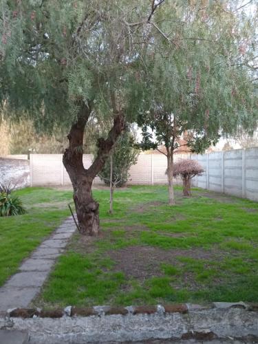 un árbol en medio de un patio en Elena en Carhué