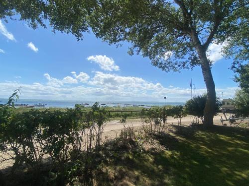 a view of a beach with a tree and the ocean at Wohnwagen auf dem Wulfenerhals ca 150m bis zum Meer in Fehmarn