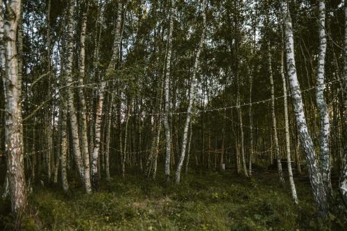 un bosque de árboles con troncos blancos y césped verde en Czas na Las, en Żarnowska