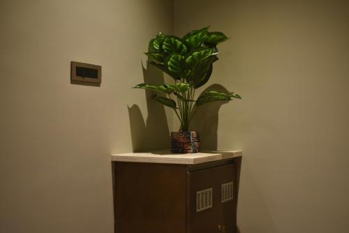 a plant sitting on top of a wooden cabinet at SScoconest Luxury Service Apartments in Chikmagalūr