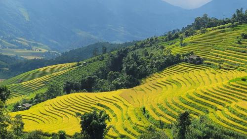 uma vista para um campo de cultivos de mostarda numa colina em Family homestay mrhieu em Lao Cai