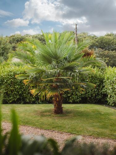a palm tree in the middle of a yard at Gîte des Gardiens de Phare in Lézardrieux