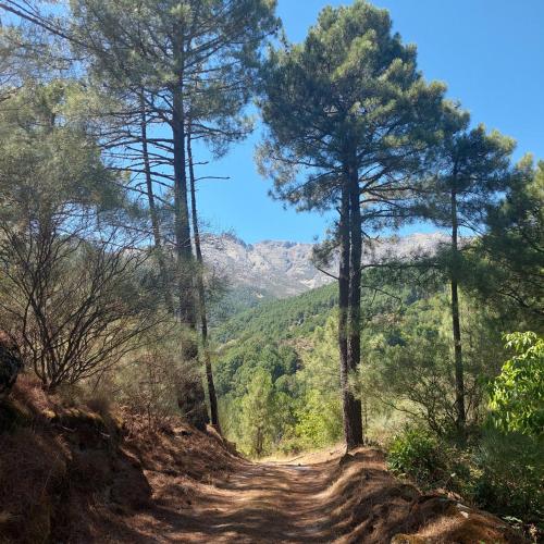 a dirt road through a forest with trees at Puente Canto de Gredos in Arenas de San Pedro