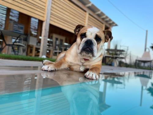 a dog laying on the edge of a swimming pool at Le stanze di chiara in Torre Lapillo