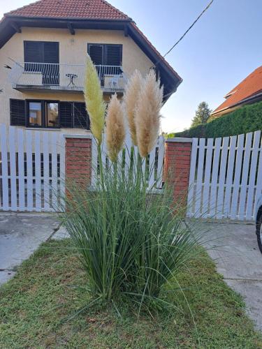 a plant in front of a house with a fence at Apartment Oase in Balatonszemes