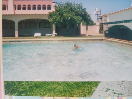 um cão a nadar numa piscina numa casa em Casa Linda da Praia do Alfamar em Albufeira
